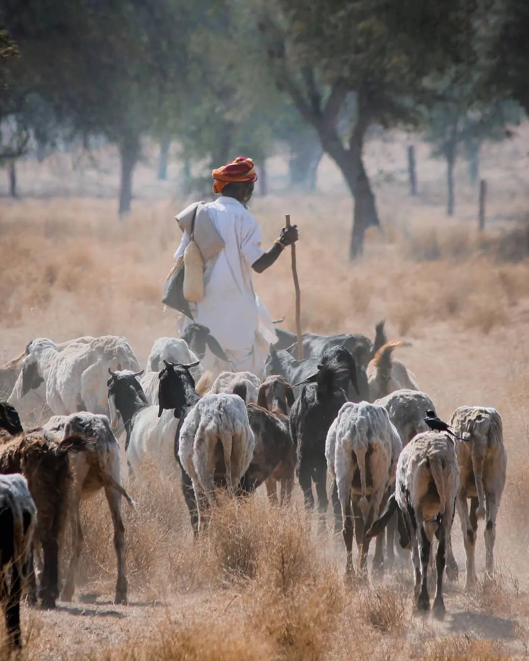 Village farmer with goats